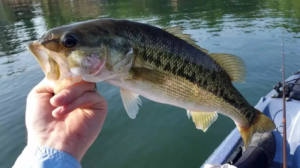 How Long Can A Bass Live Out Of Water