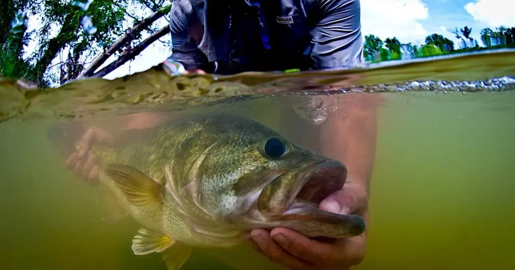 How To Become A Better Bass Fisherman