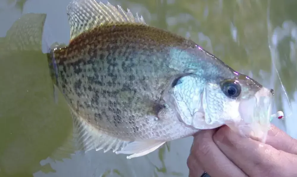 How To Bait A Crappie Hole