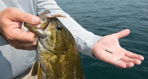 Best Drop Shot Baits For Smallmouth