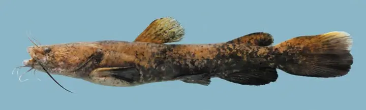 How Fast Do Flathead Catfish Grow
