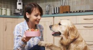 Can Humans Survive on Dog Food