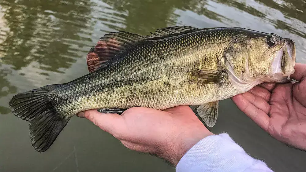 What Do Bass Eat In Ponds