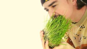 Edible Grass For Humans