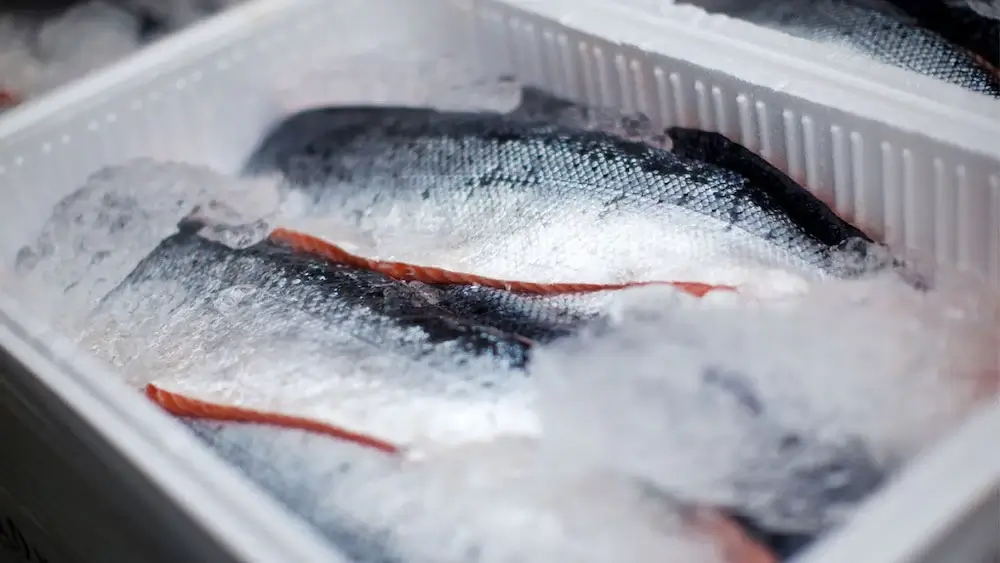 How Long Can You Keep Fish on Ice Before Cleaning