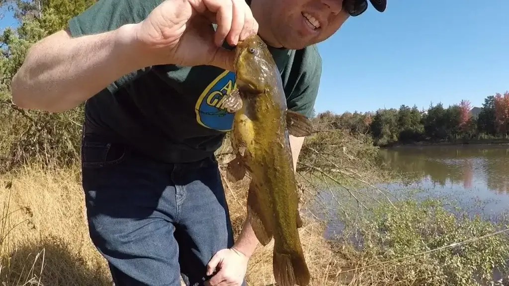 How To Get Rid Of Bullheads In A Pond
