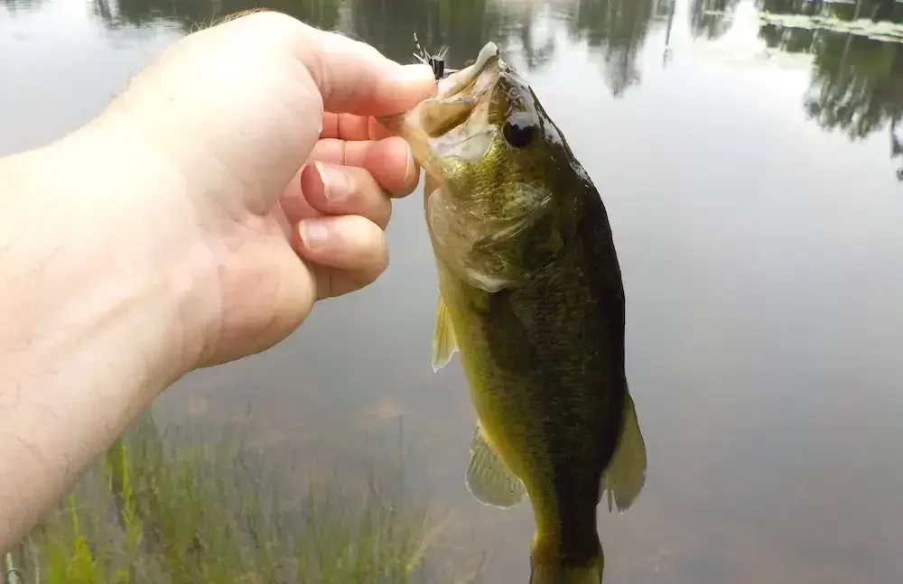 How Big Can Bass Grow In A Small Pond