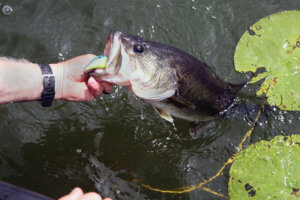 How Big Can Bass Grow In A Small Pond