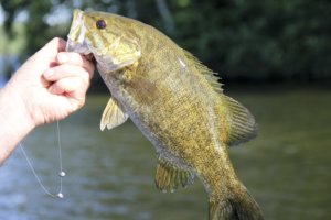 How Fast Do Smallmouth Bass Grow