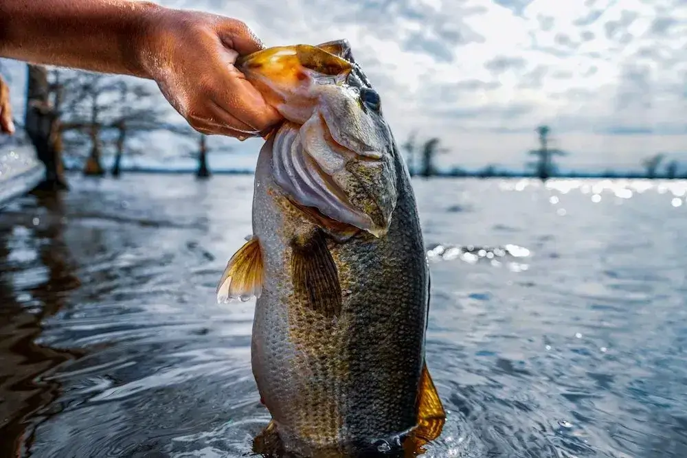 How Long Can A Bass Live Out Of Water