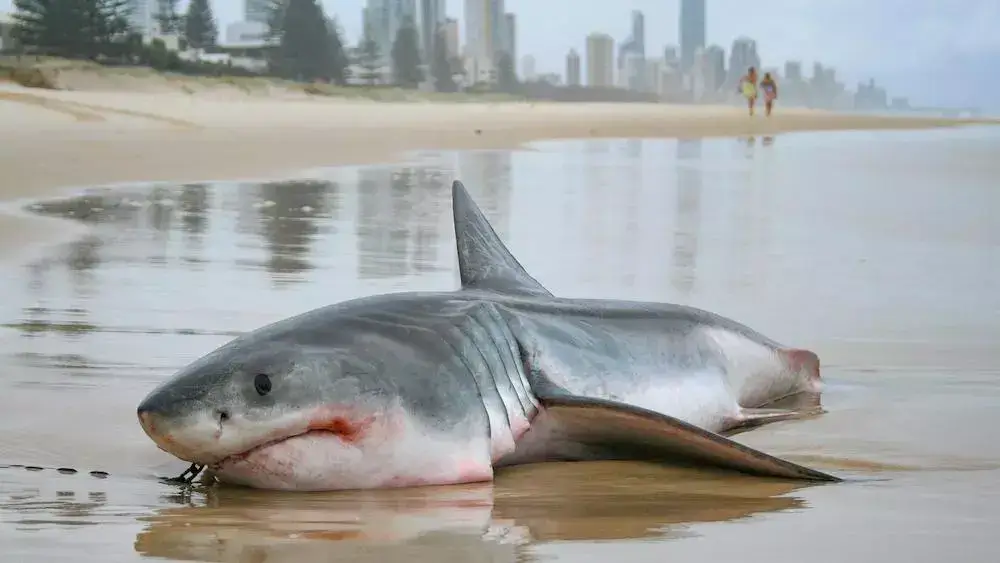 How Long Can A Shark Be Out Of Water