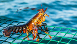 How Long Will Live Lobsters Keep in a Cooler