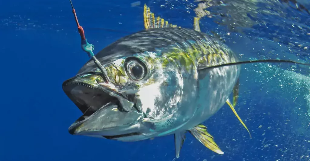 How To Become A Tuna Fisherman