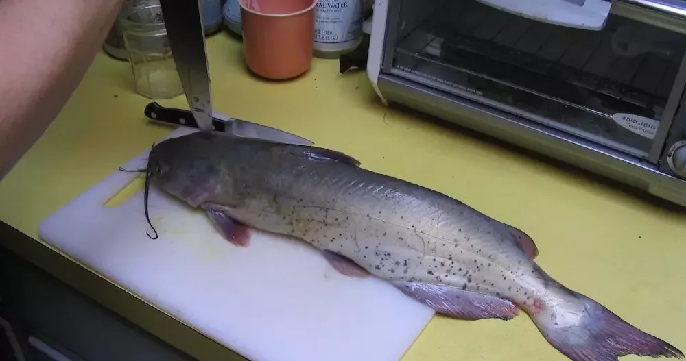How To Humanely Kill A Catfish