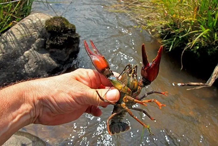 How to Find Crawfish