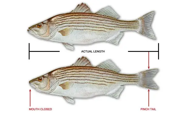 How to Measure a Striped Bass