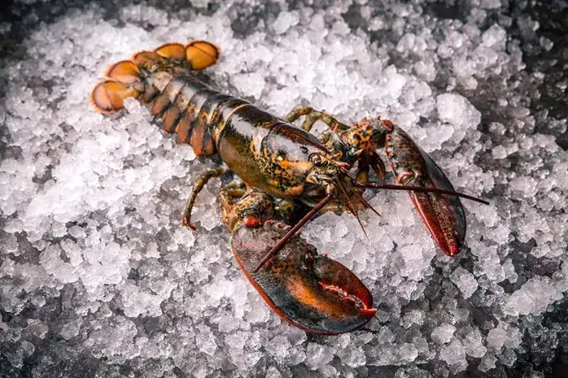 How Long Will Live Lobsters Keep in a Cooler