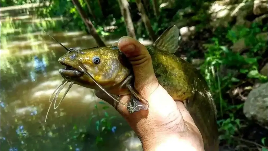 How To Get Rid Of Bullheads In A Pond