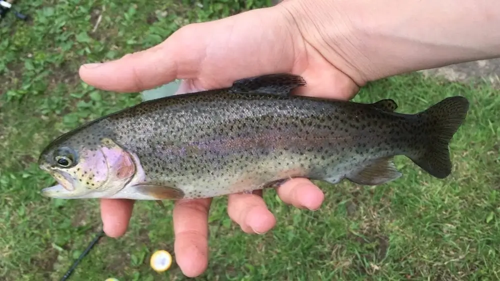 How Long Do Stocked Trout Live