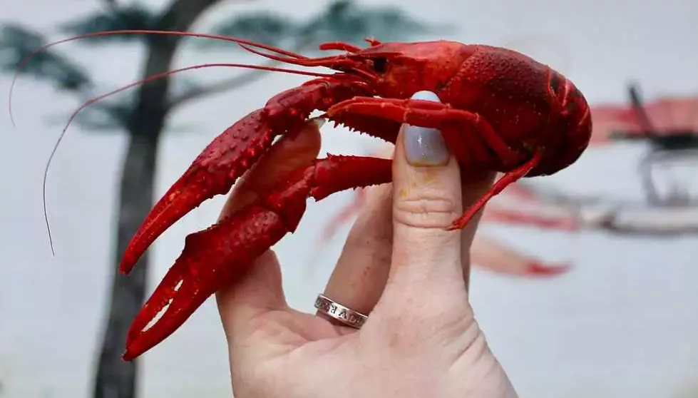 What Color Are Crawfish in the Spring