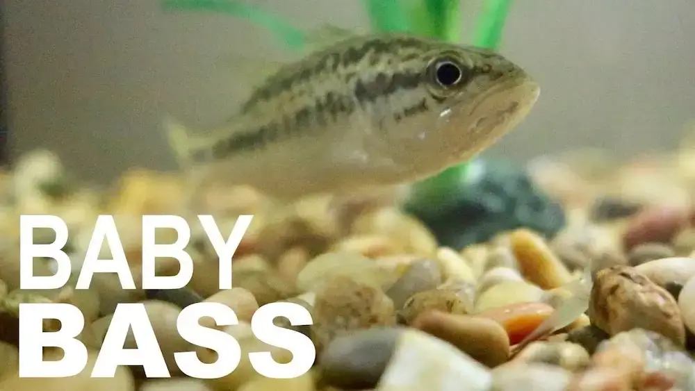 What Do Baby Largemouth Bass Eat