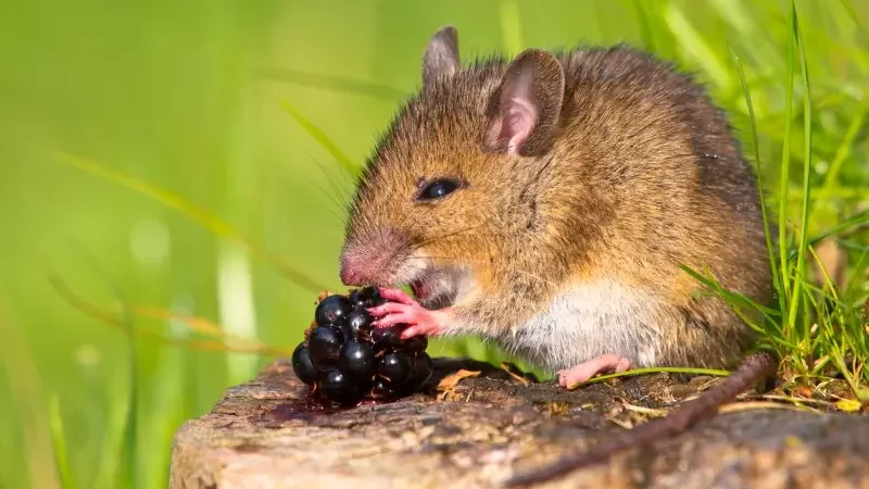 Do Mice Eat Acorns