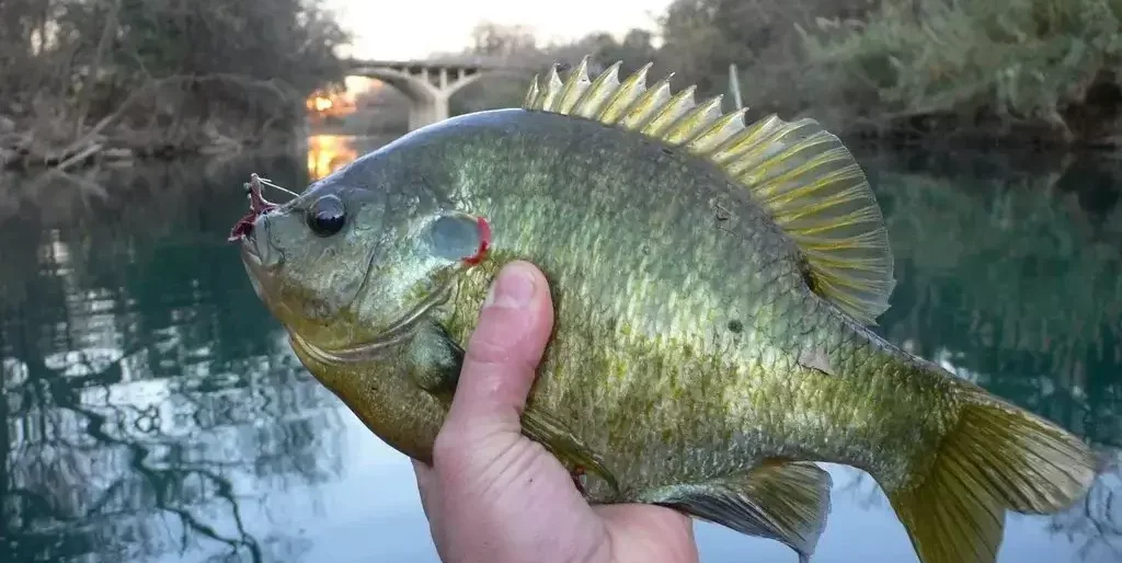 What Do Red Ear Sunfish Eat