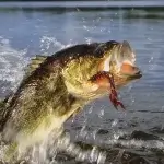What Size Bass Can You Keep