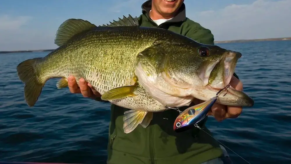 What Size Bass Can You Keep