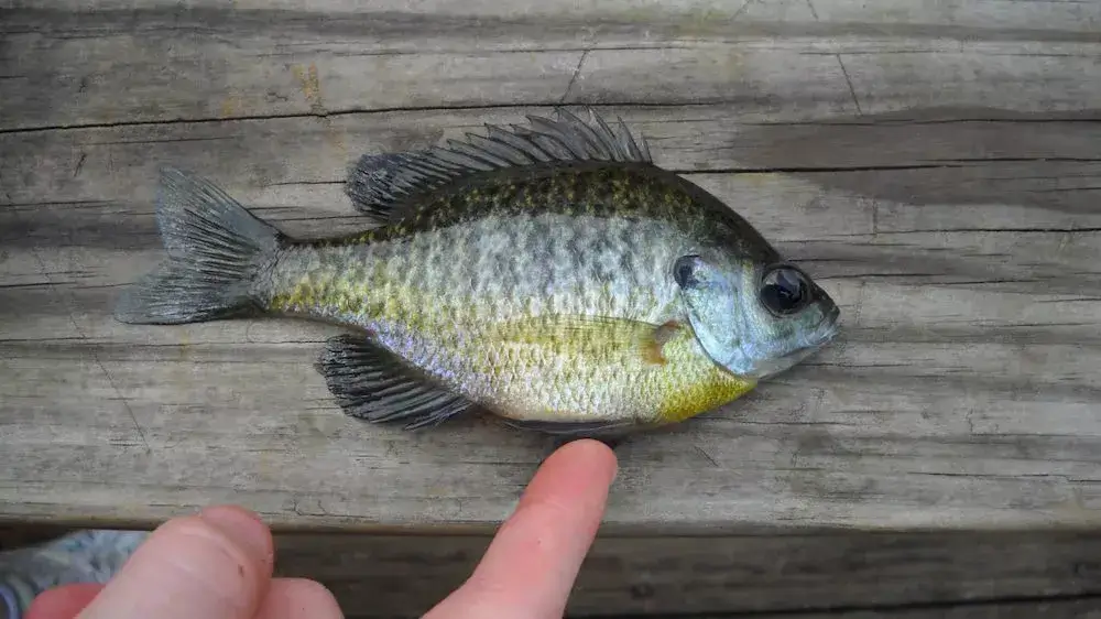 What Does Bluegill Taste Like? – This Fish Is a Delightful Treat