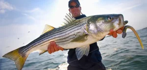 How to Measure a Striped Bass